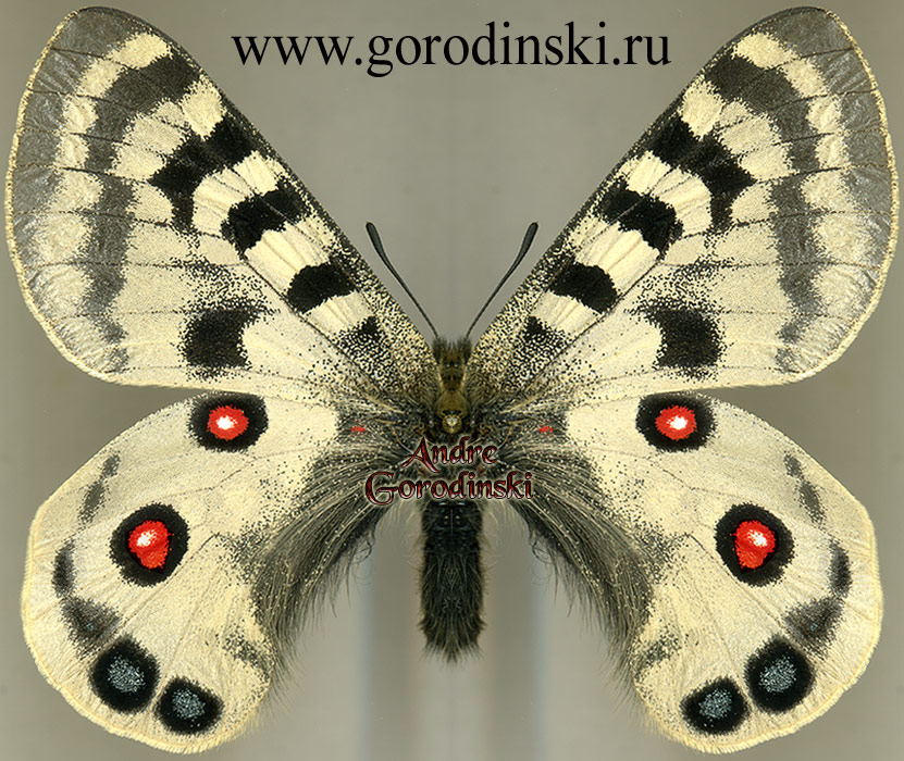 http://www.gorodinski.ru/papilionidae/Parnassius imperator rex.jpg